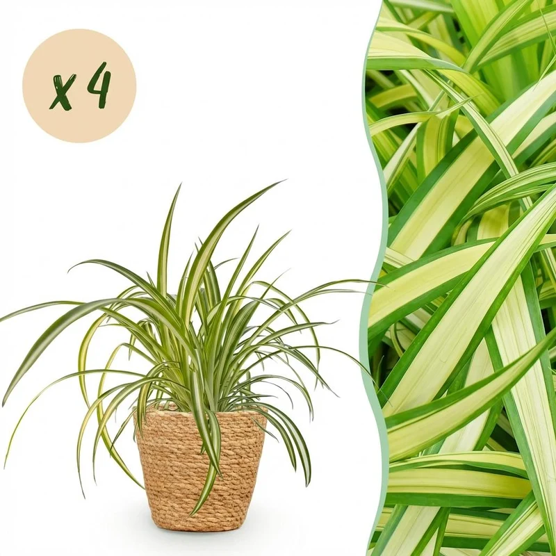 Chlorophytum comosum Variegatum