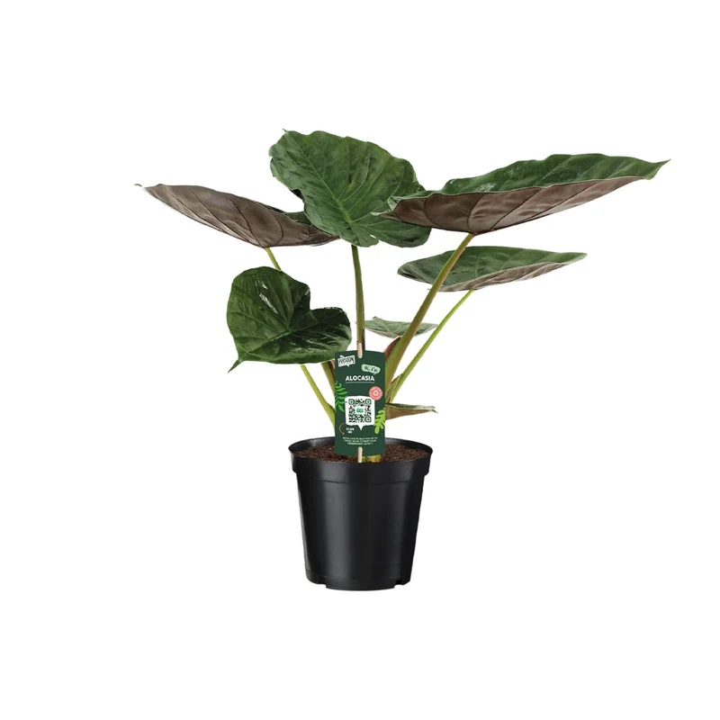 Alocasia Wentii - Olifantsoor