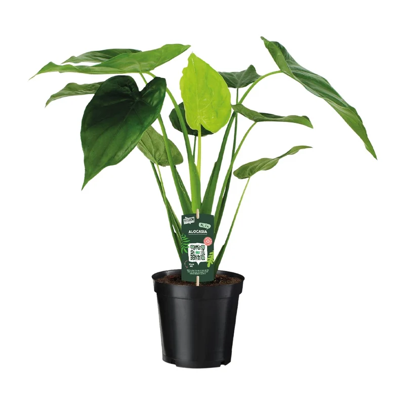 Alocasia Cucullata - Olifantsoor