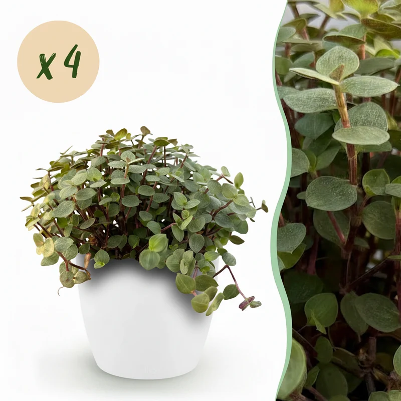 Calissia repens