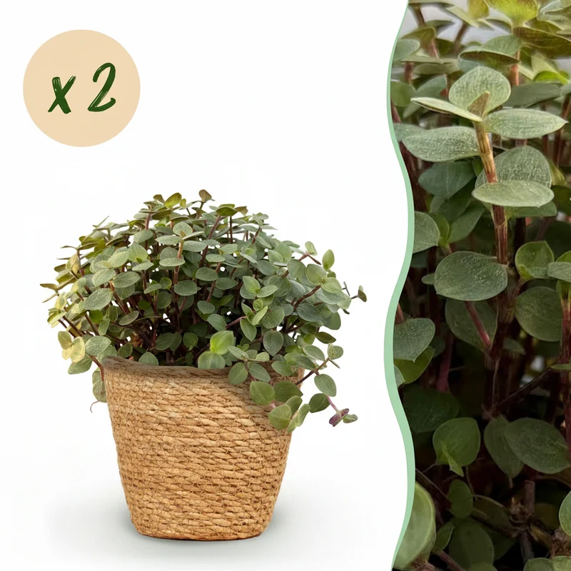 Calissia repens