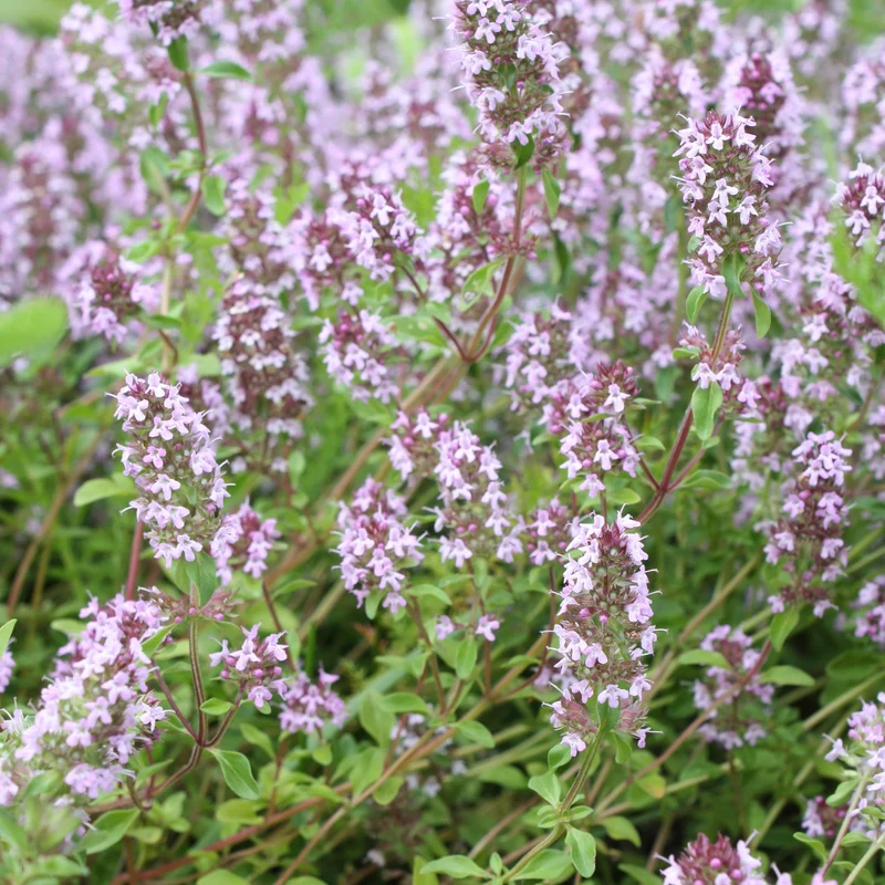 12x Thymus vulgaris