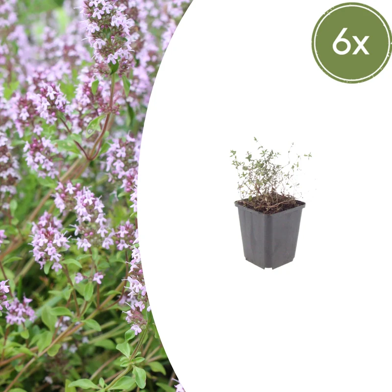 6x Thymus vulgaris