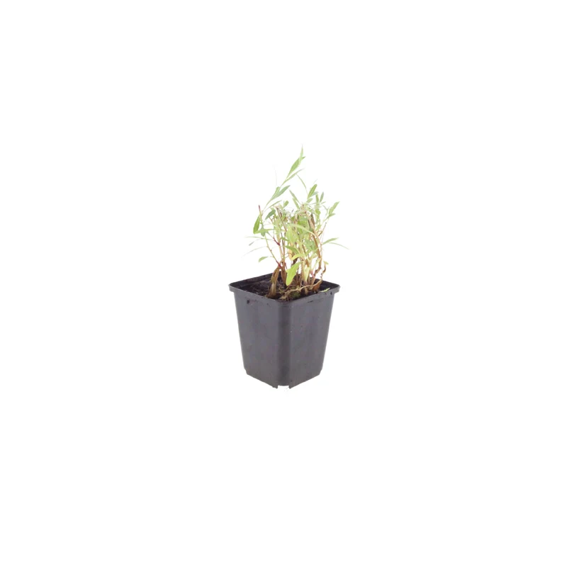 60x Gaura lindheimeri