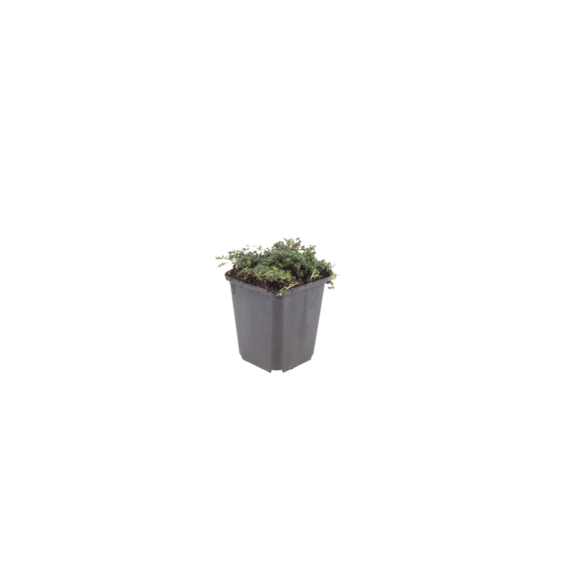 48x Thymus praecox 'Purple Beauty'