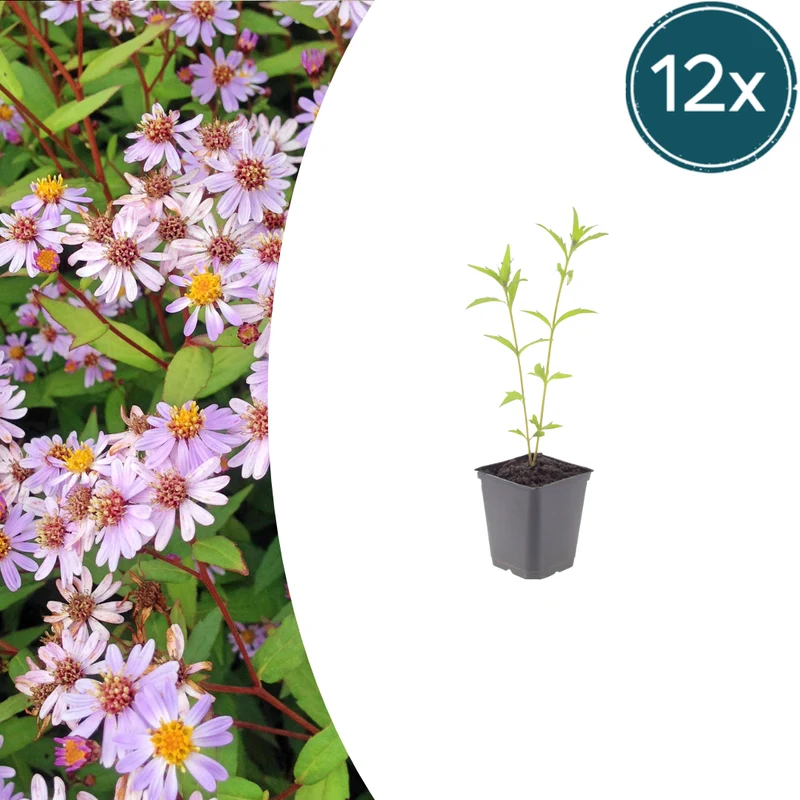 12x Kalimeris incisa 'Blue Star'