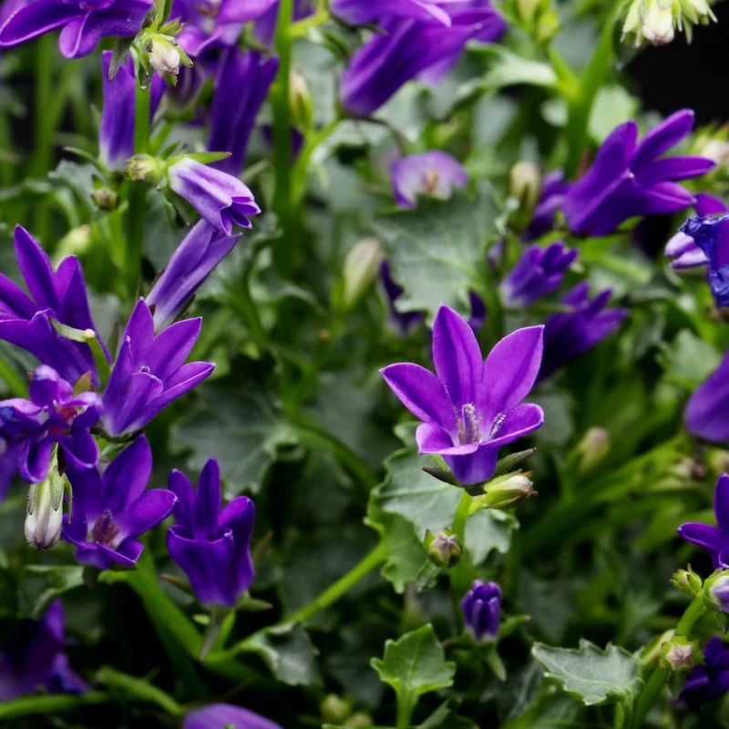 48x Campanula pers. 'Coerulea'