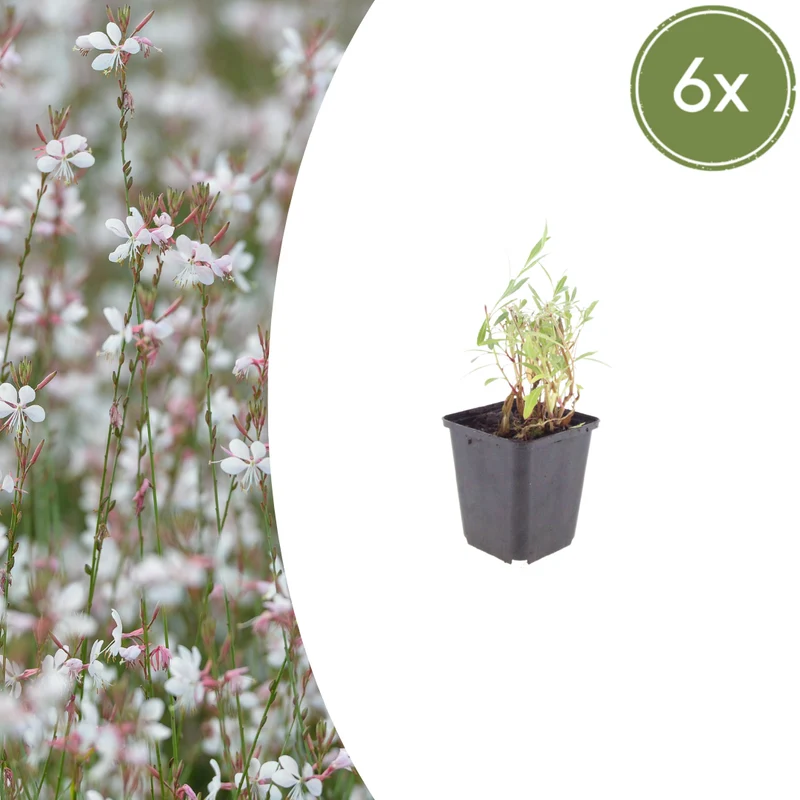 6x Gaura lindheimeri