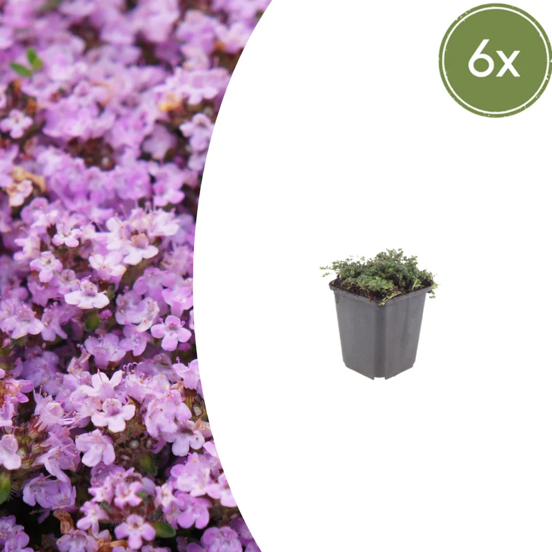 6x Thymus praecox 'Purple Beauty'