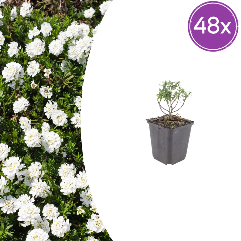 48x Iberis semp. 'Schneeflocke'