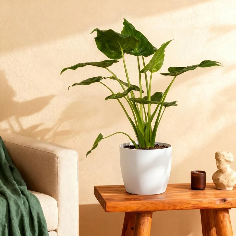 Alocasia Cucullata