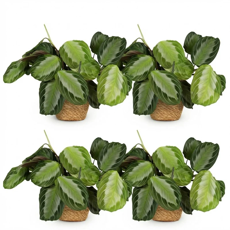 Maranta Fascinator Silverband