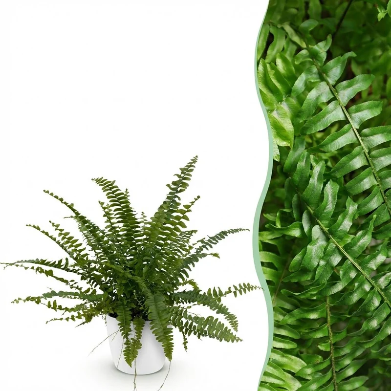 Nephrolepsis exaltata Green Lady