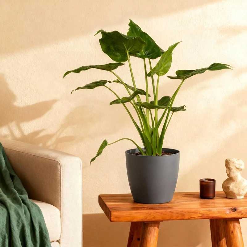 Alocasia Cucullata