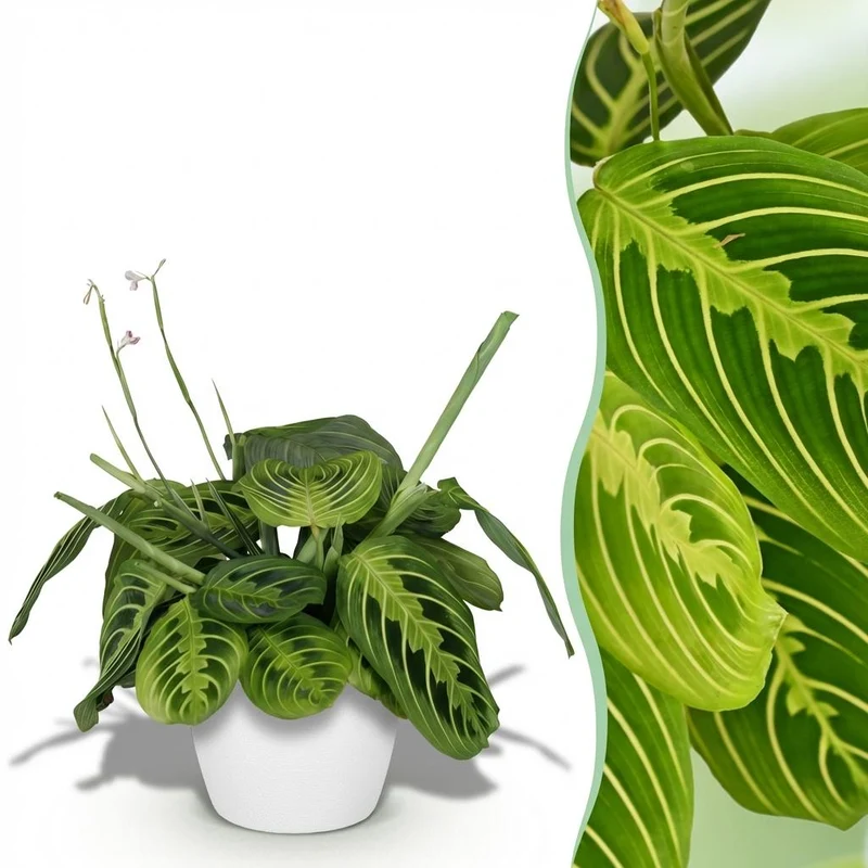 Maranta Fascinator Lemon Lime