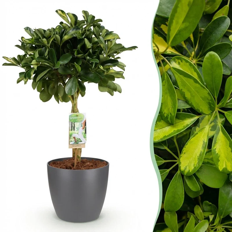 Schefflera Gold Capelle