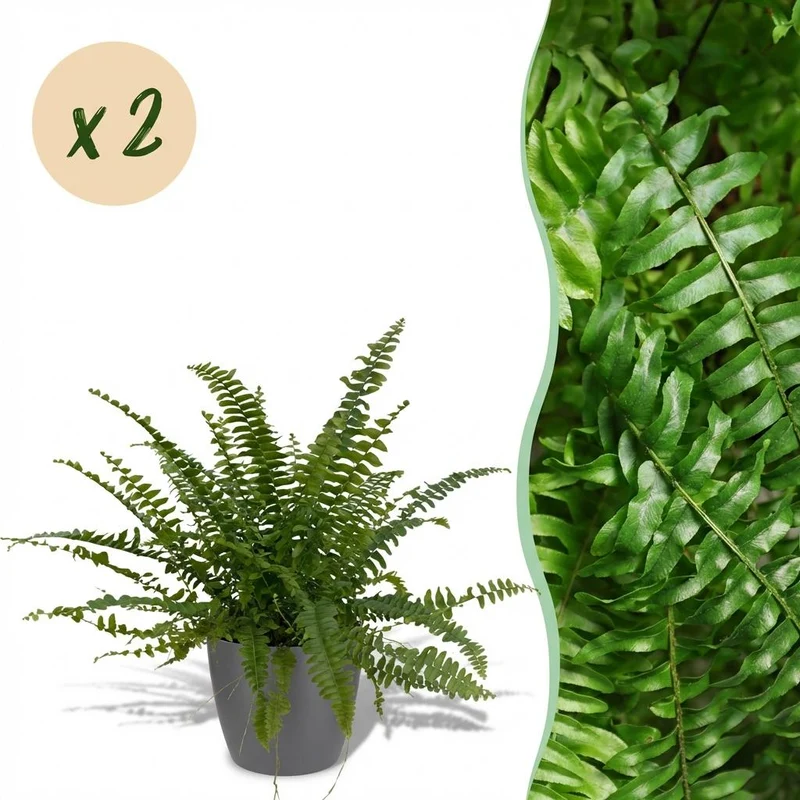 Nephrolepsis exaltata Green Lady