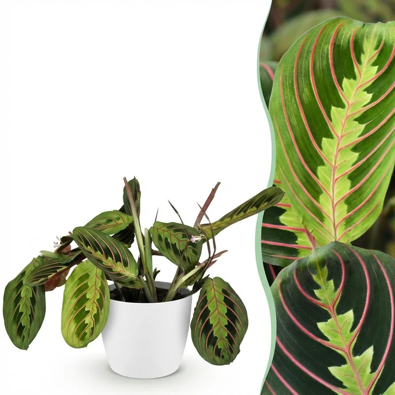 Maranta Fascinator Tricolour