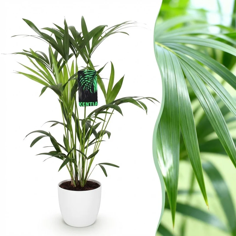 Howea Forsteriana