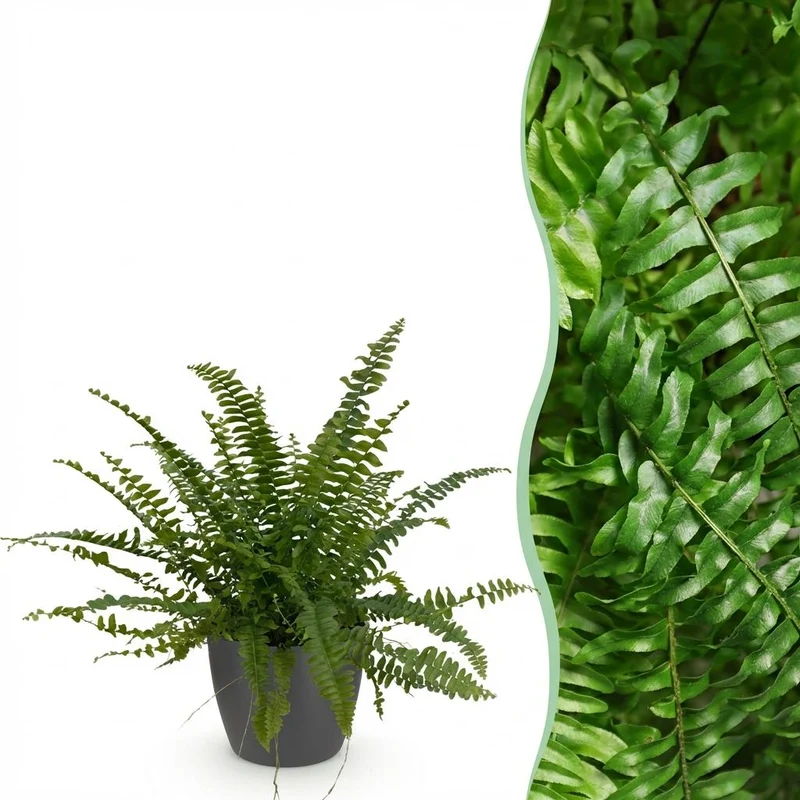 Nephrolepsis exaltata Green Lady