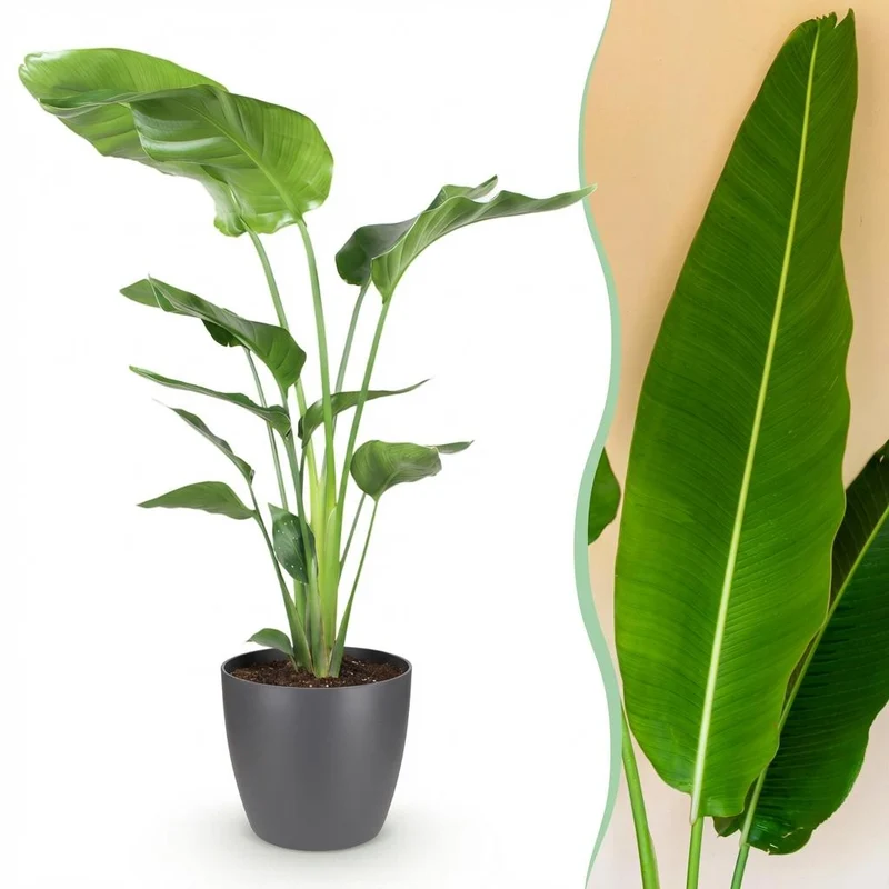 Strelitzia Nicolai