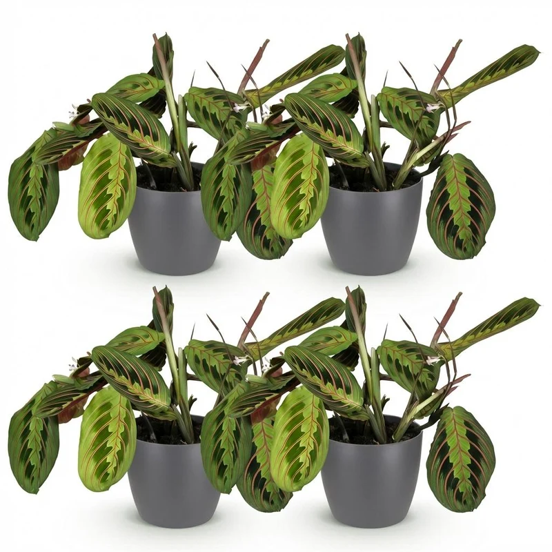 Maranta Fascinator Tricolour