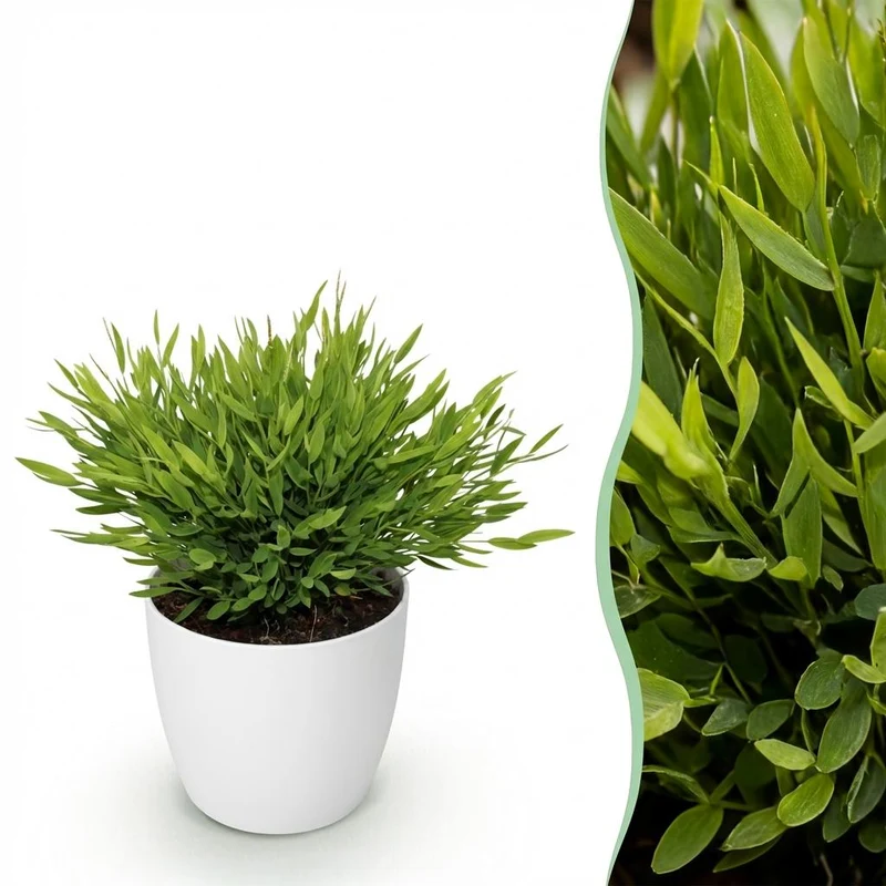 Pogonatherum Monica - Kamerbamboe - Met witte pot