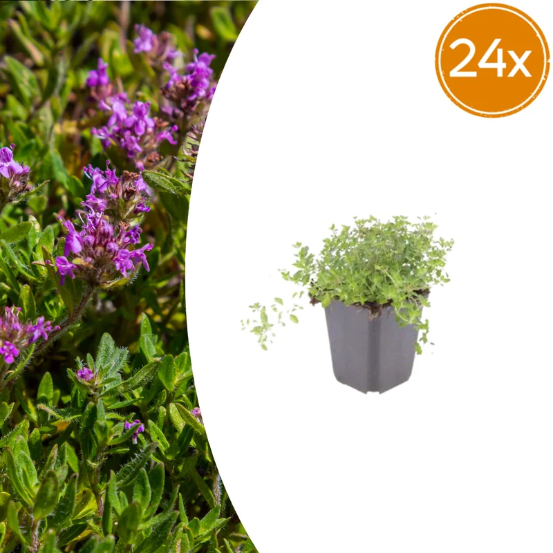 24x thymus serpyllum