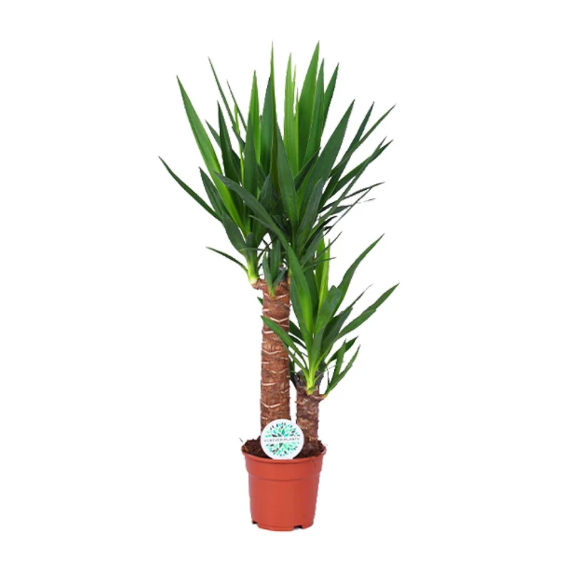 Yucca