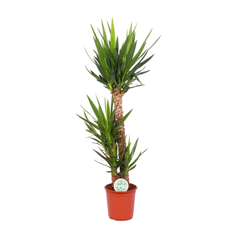 Yucca Elephantipes