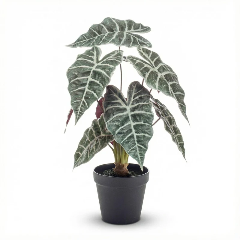 Alocasia bush in pot