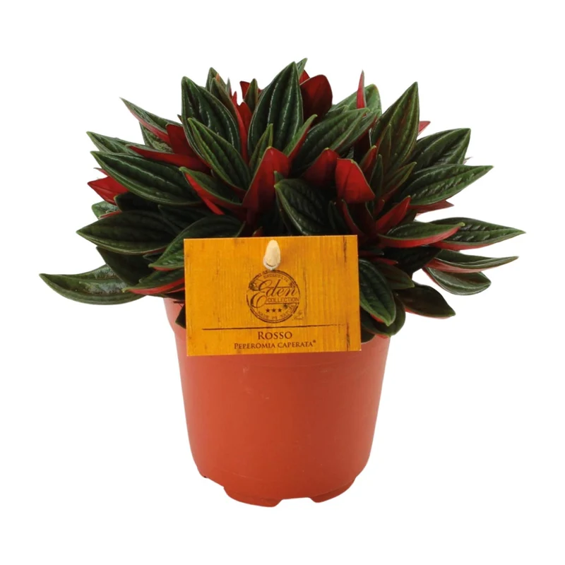 Peperomia Caperata Rosso