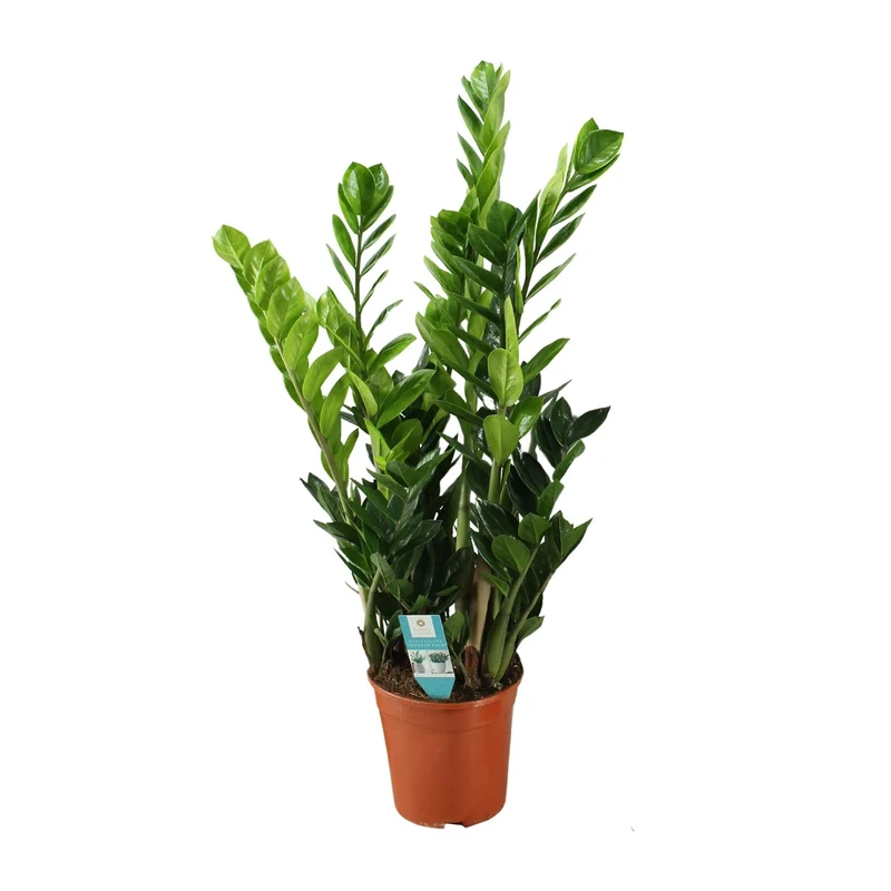 Zamioculcas