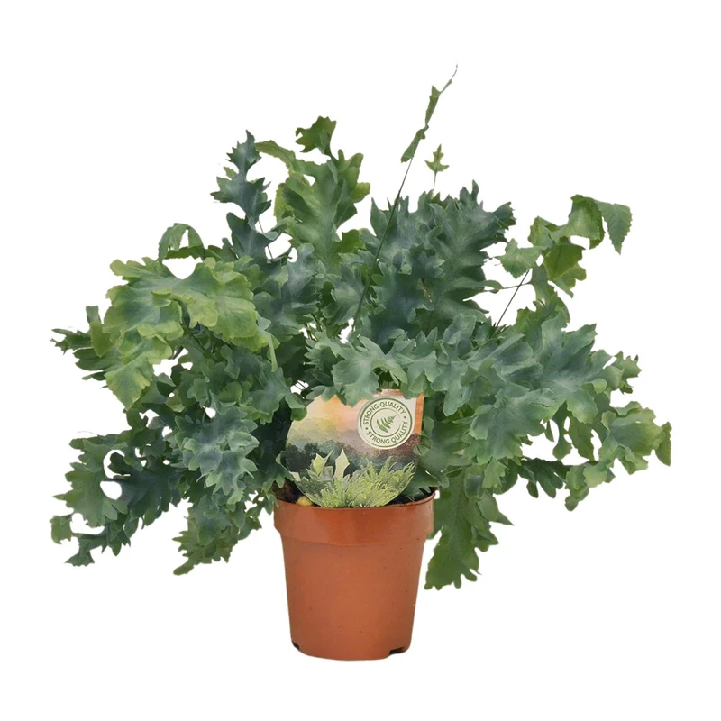 Phlebodium Davana