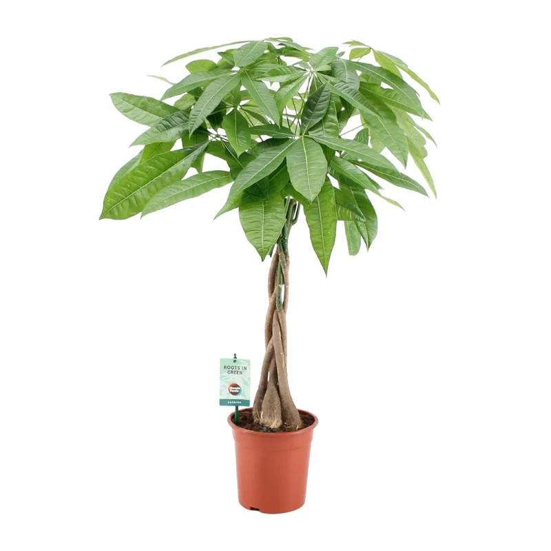 Pachira Aqautica