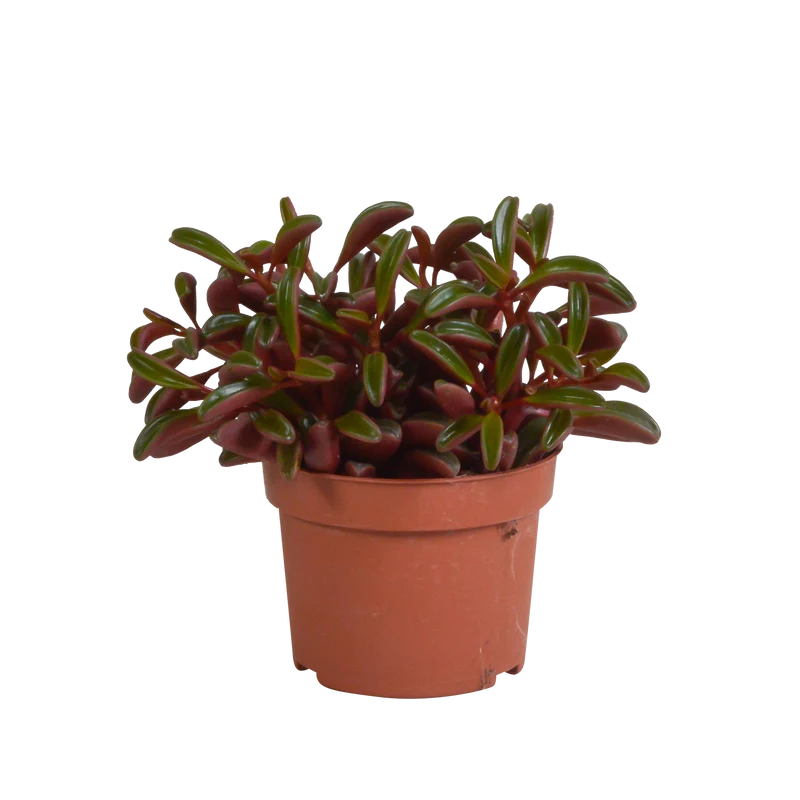 Peperomia graveolens - zonder pot
