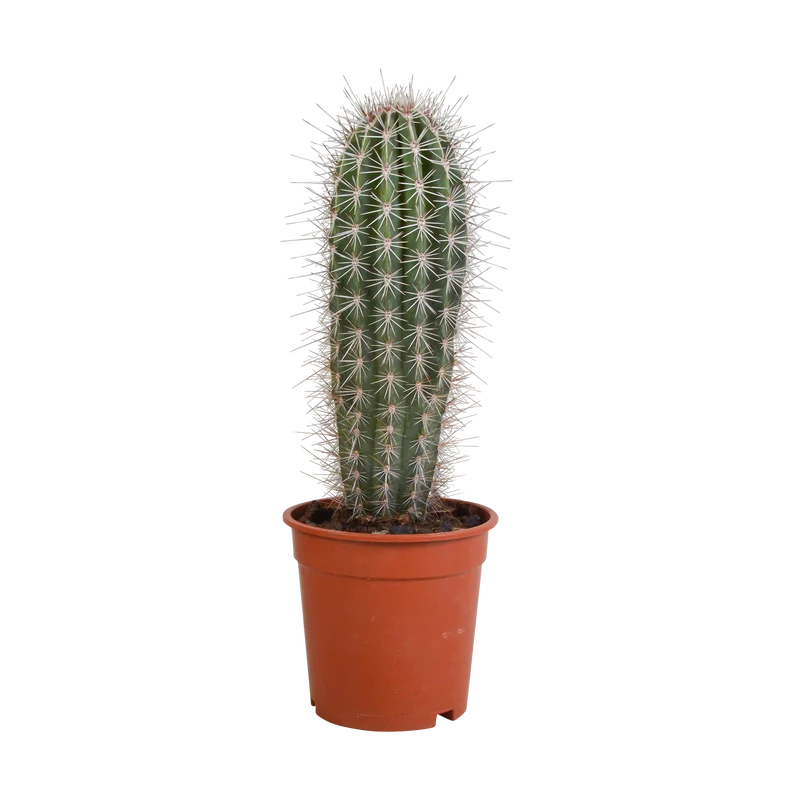 Pachycereus pringlei