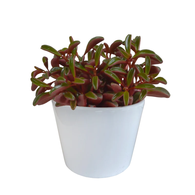 Peperomia graveolens - in witte pot