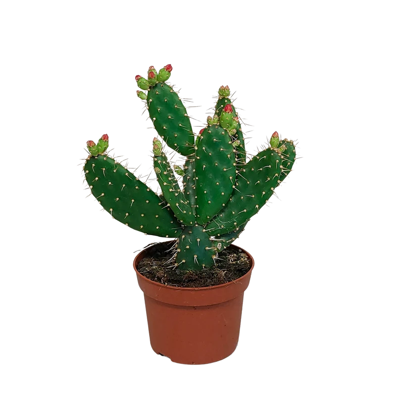 Opuntia quitensis