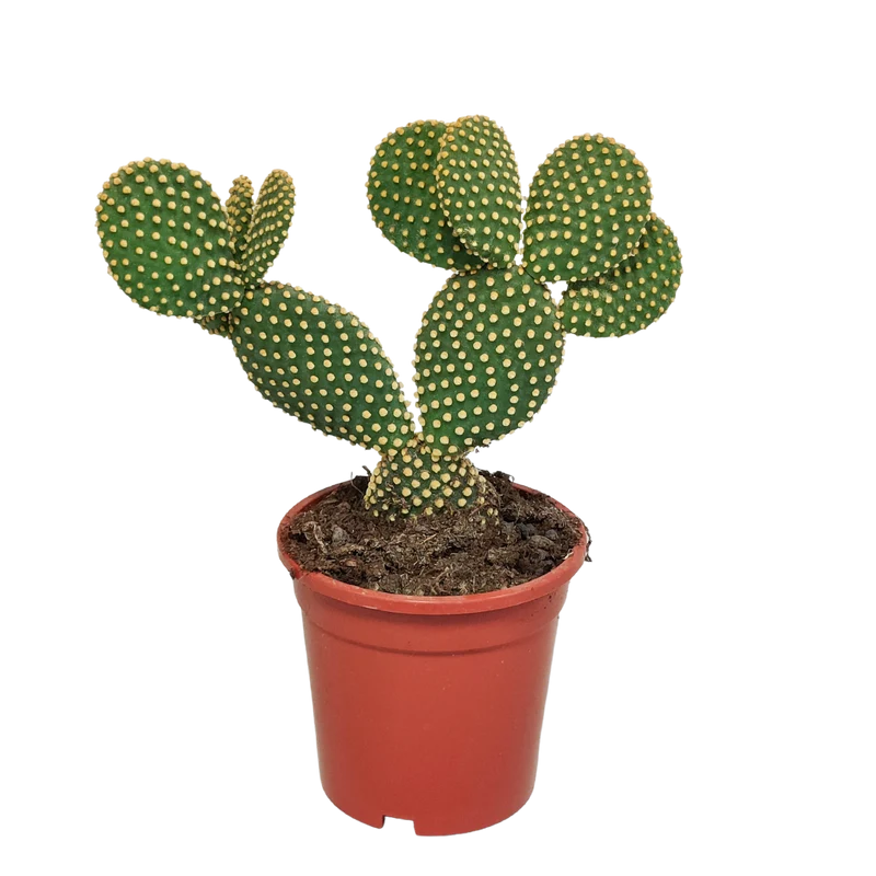 Opuntia microdasys