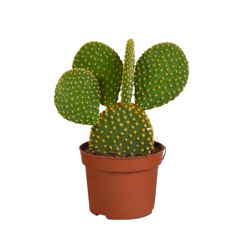 Opuntia microdasys