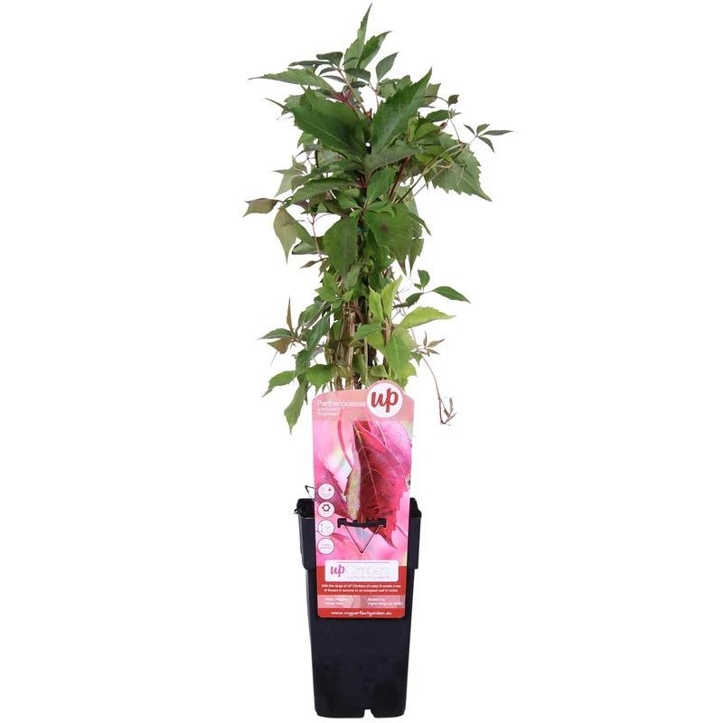Parthenocissus q. var. 'Engelmannii'