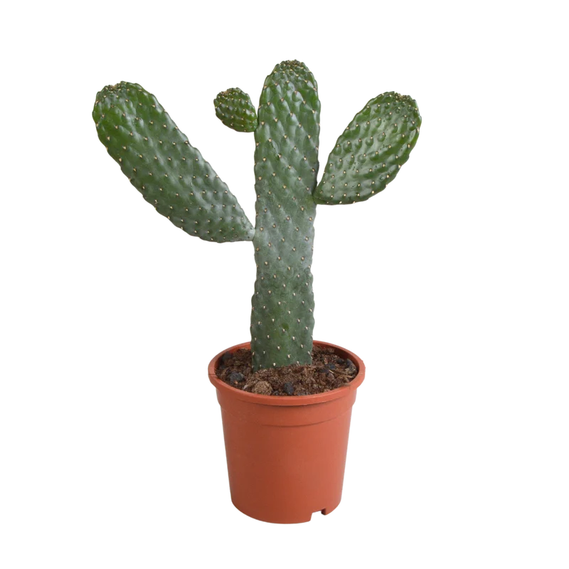 Opuntia consulea