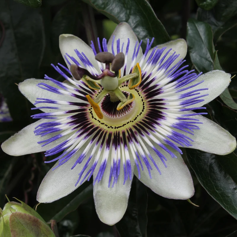 Passiflora Blauw caerulea