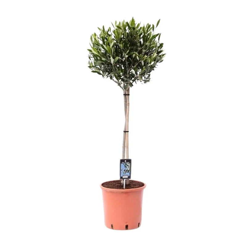 Olea Olijf