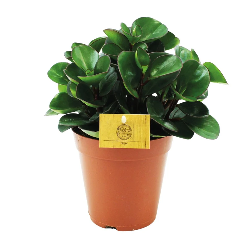 Peperomia Burning Bush