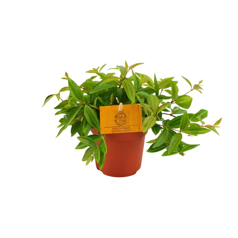 Peperomia Ang. Rocca Vivace