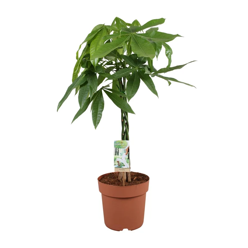 Pachira Aquatica