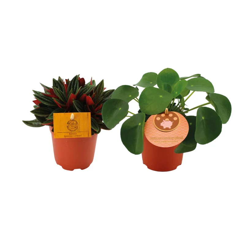 Peperomia Duo Rosso/Pilea Peperomioides - 2 stuks