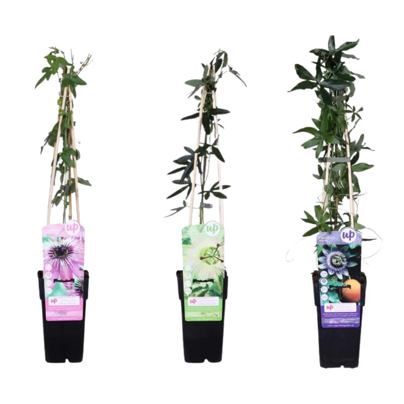 3x - Passiflora mix